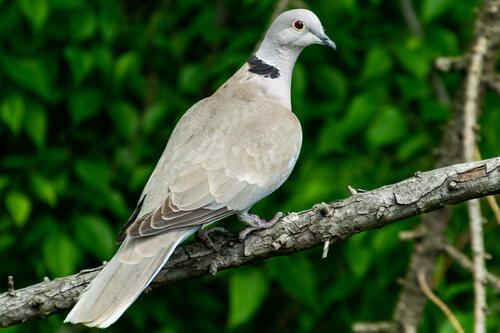 Pigeon neighbour